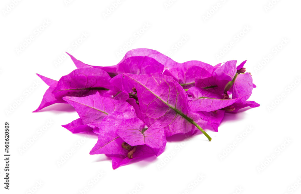 Bougainvillea isolated Bougainvillea isolated