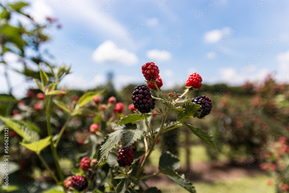 Raspberry close-up with Blurry Background Raspberry close-up with Blurry Background