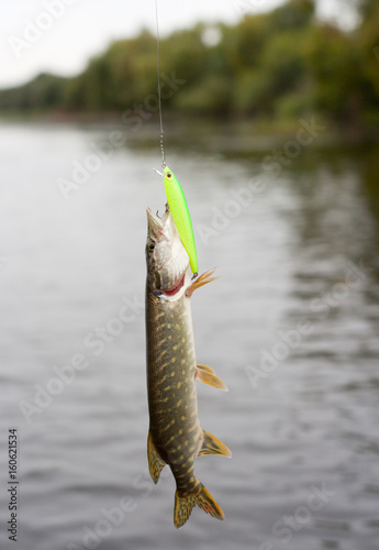 Pike on green plastic lure