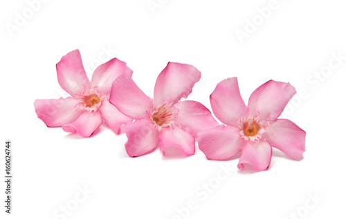 Fototapeta Naklejka Na Ścianę i Meble -  Pink oleander flower isolated