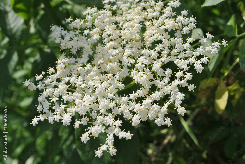 Czarny bez - Sambucus nigra