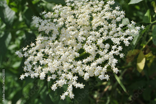 Obraz na płótnie Czarny bez - Sambucus nigra w salonie