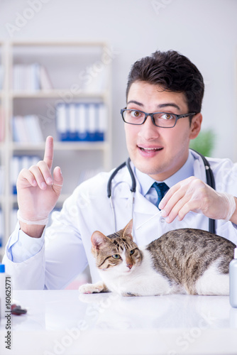 Fototapeta Naklejka Na Ścianę i Meble -  Cat visiting vet for regular check up