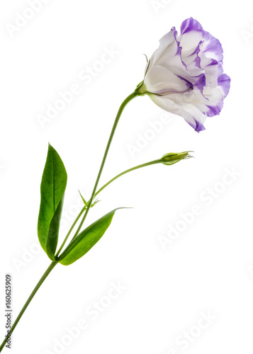 Eustoma flower isolated