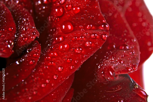 Red rose in water drops. Macro image  selective focus.