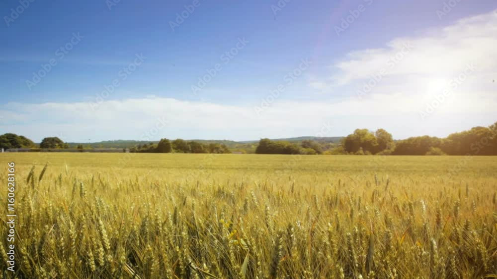 Fields of wheat in the French countryside Fields of wheat in the French countryside