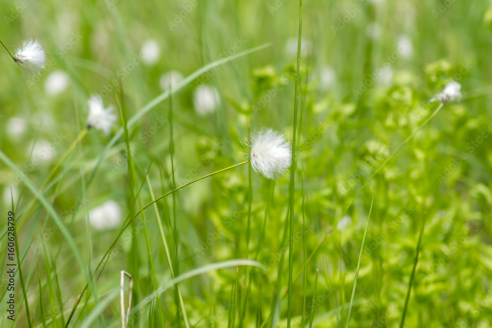 wild white flowers on the meadow. Erióphorum/ cotton grass wild white flowers on the meadow. Erióphorum/ cotton grass