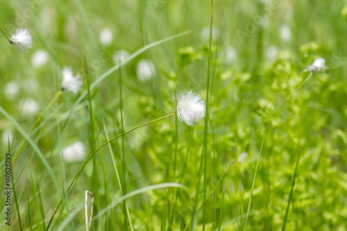 wild white flowers on the meadow. Eri  phorum  cotton grass