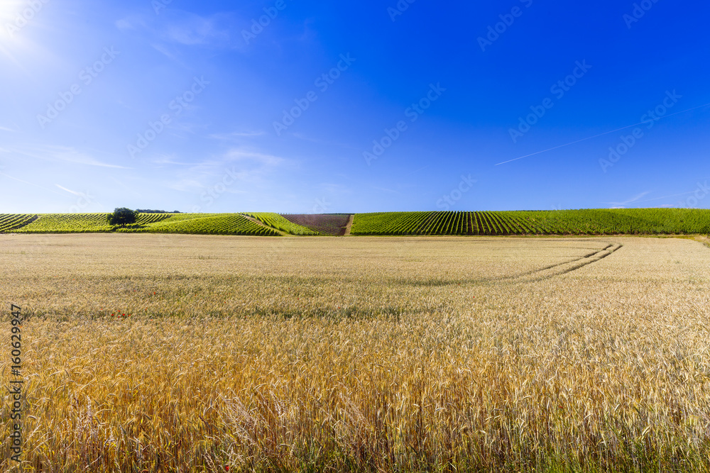 Kornfeld und Weinberge