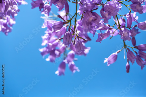 Flowering jakaranda branches on the sky background. Macro photo