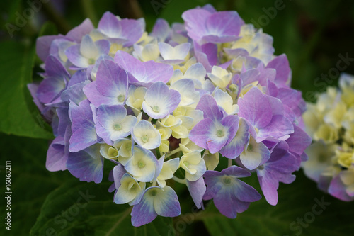 Gartenhortensie  Hydrangea macrophylla