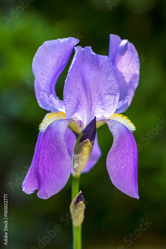 Violet iris flower on a green background.