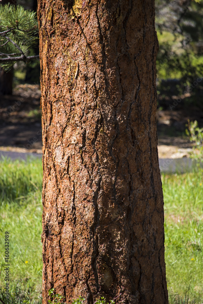 Redwood tree detail in Rocky Mountain National Park