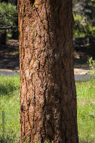 Redwood tree detail in Rocky Mountain National Park