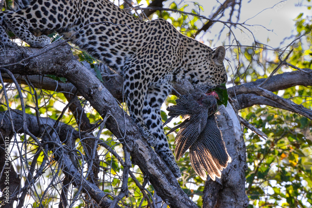 Obraz premium Leopard