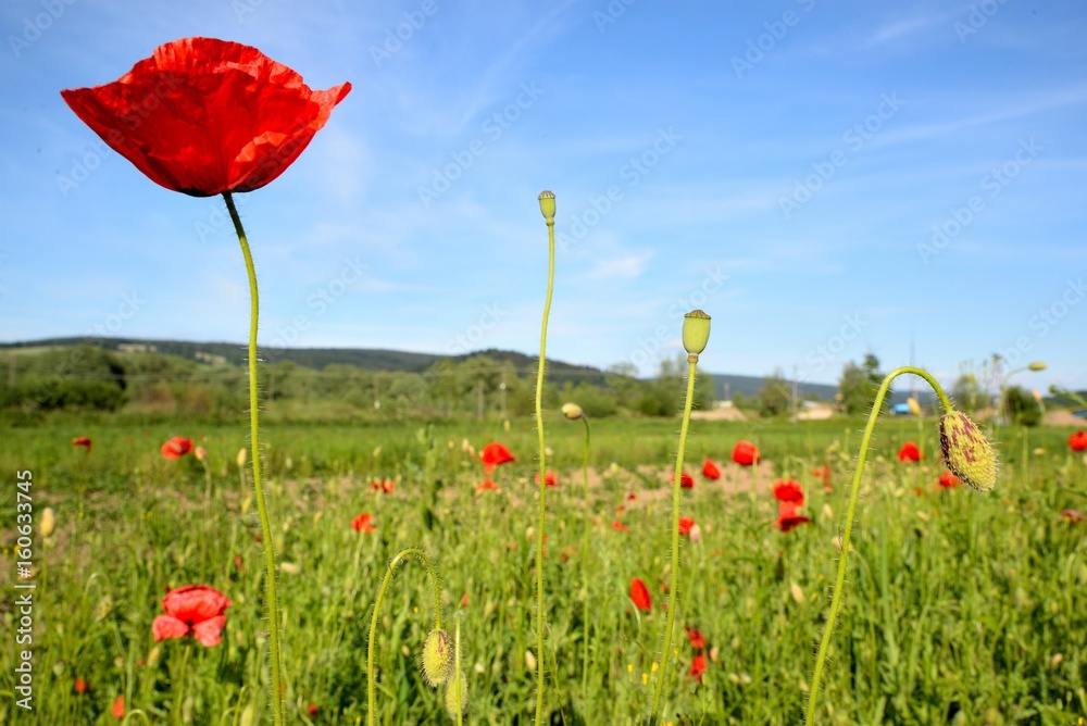 Poppy field with red poppies ripening macaws and blue sky