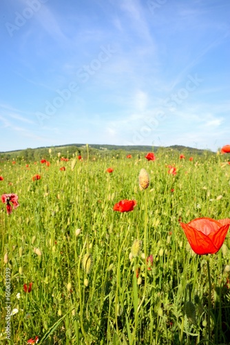 Poppy field with red poppies ripening macaws and blue sky