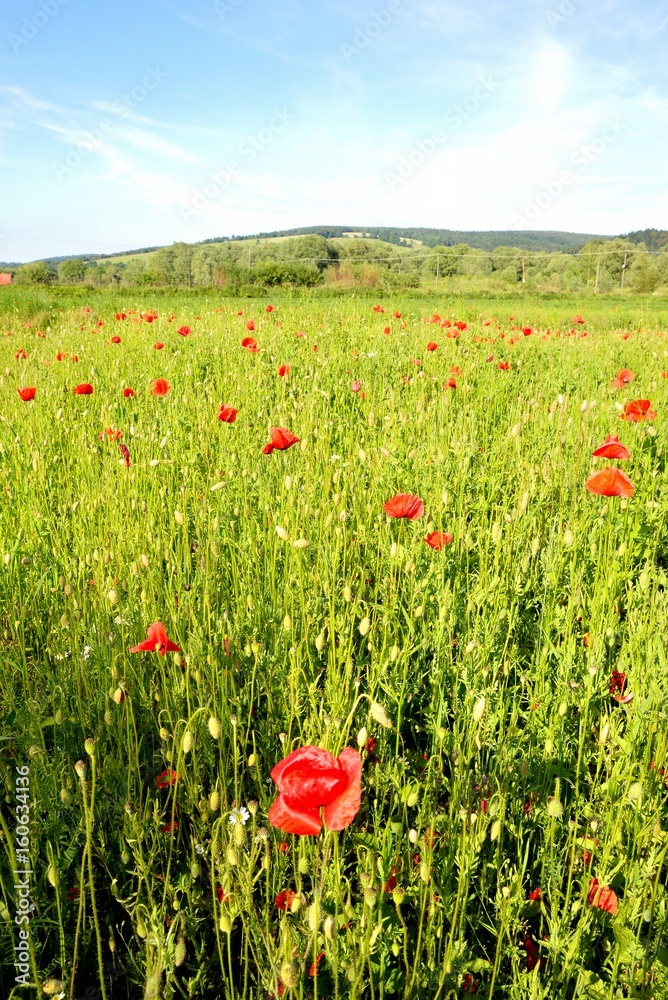 Poppy field with red poppies ripening macaws and blue sky
