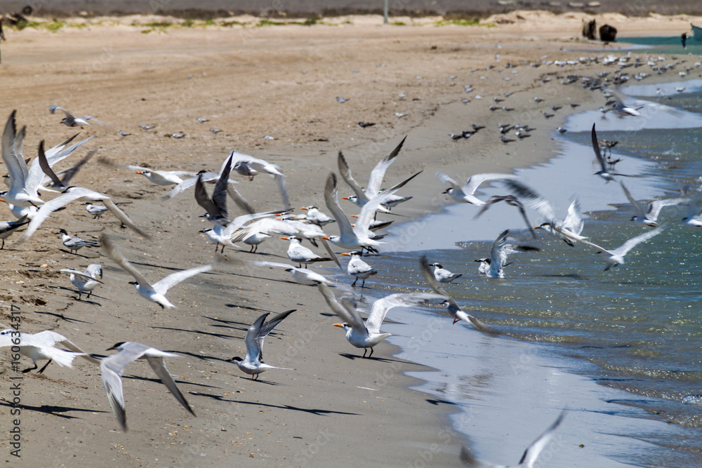 Fototapeta premium Sandwich terns (Thalasseus sandvicensis) and royal terns (Thalasseus maximus) at a beach at La Guajira peninsula, Colombia