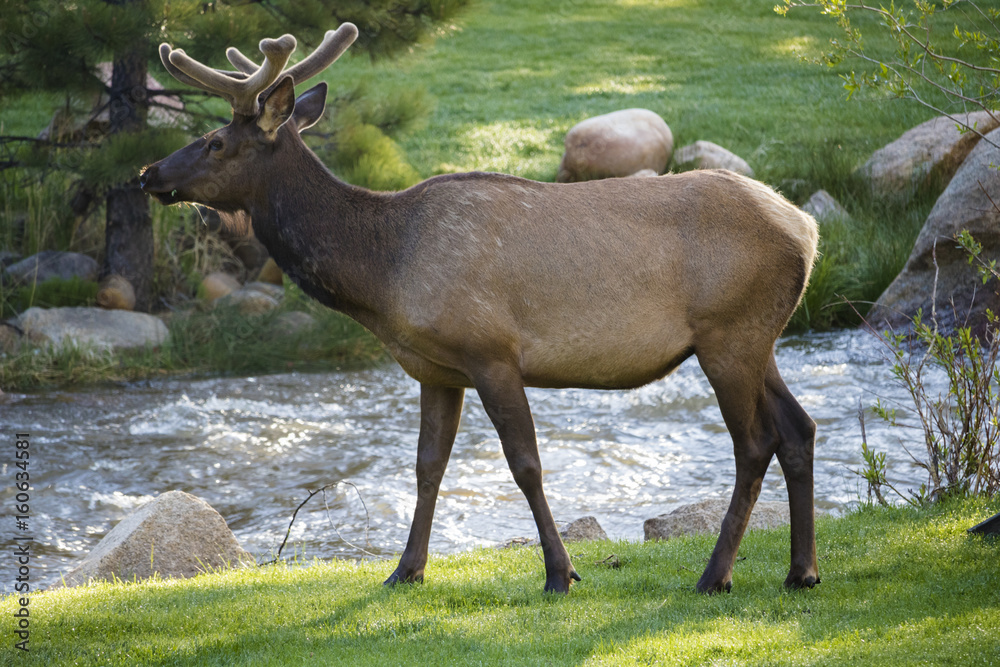 Fototapeta premium Elk at Rocky Mountain National Park