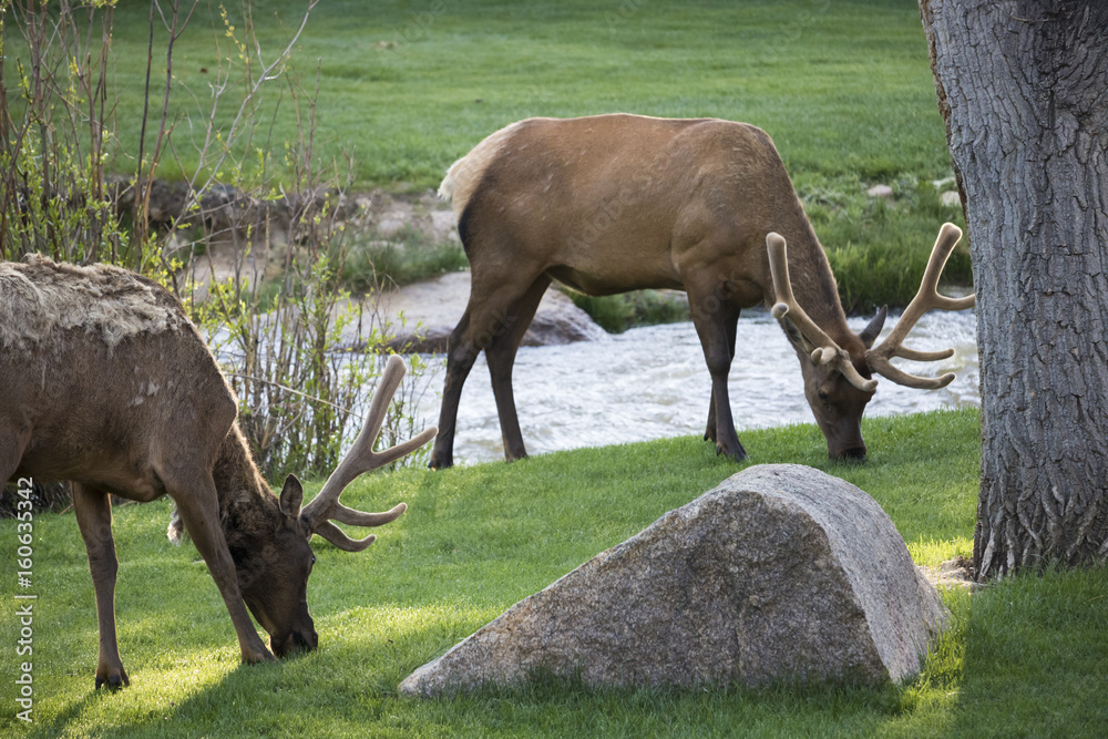 Fototapeta premium Elk at Rocky Mountain National Park