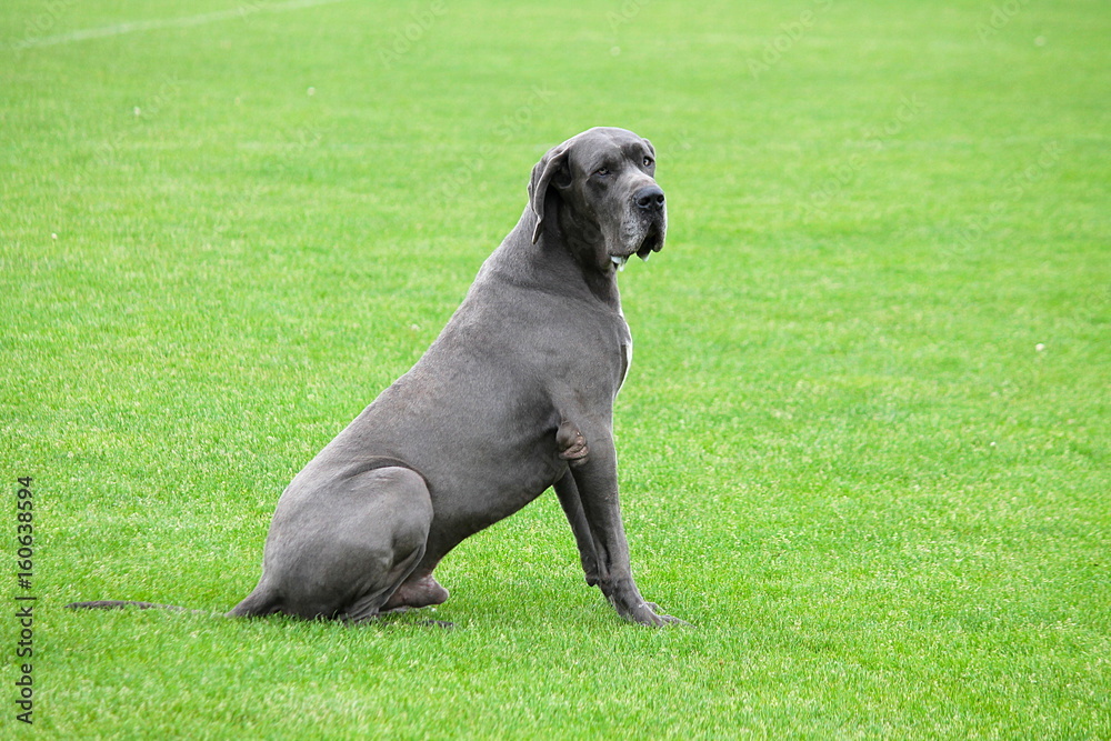 The Danish brocholmer is one of the most powerful breeds of dogs in the world