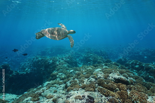 A green sea turtle underwater swims over a coral reef, Pacific ocean outer reef of Huahine island, French Polynesia