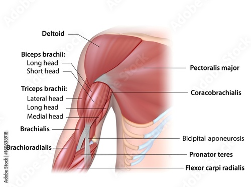 Arm muscles anterior compartment labeled.  photo