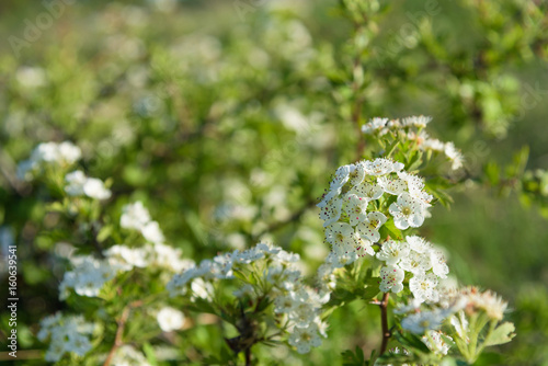 White flowers on a bush closeup