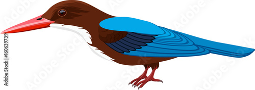 Tableau sur toile vector white-throated kingfisher
