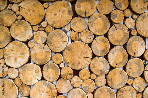 Round wood logs. Napilennaya wood. Wood in section.
