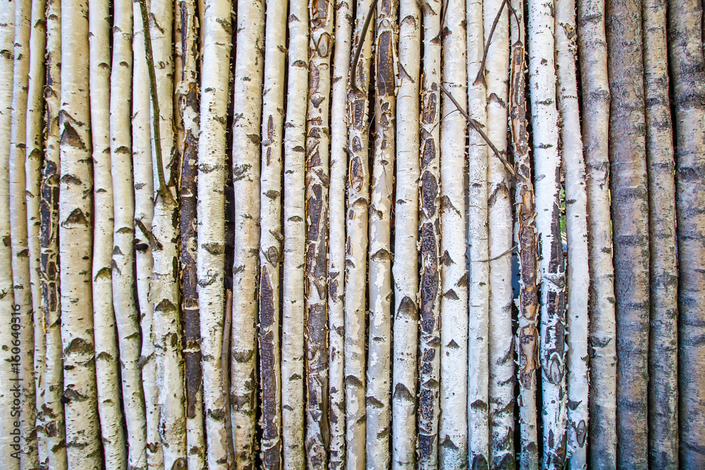 Many birches. Wall IZ stem birches.