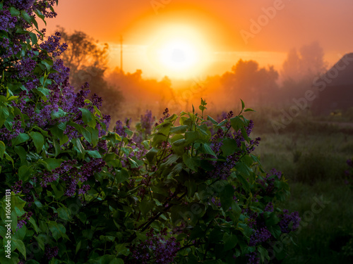 Dawn in the village Savinskoye  Yaroslavl region. Russia. Lilac in the sun. Russian landscape.