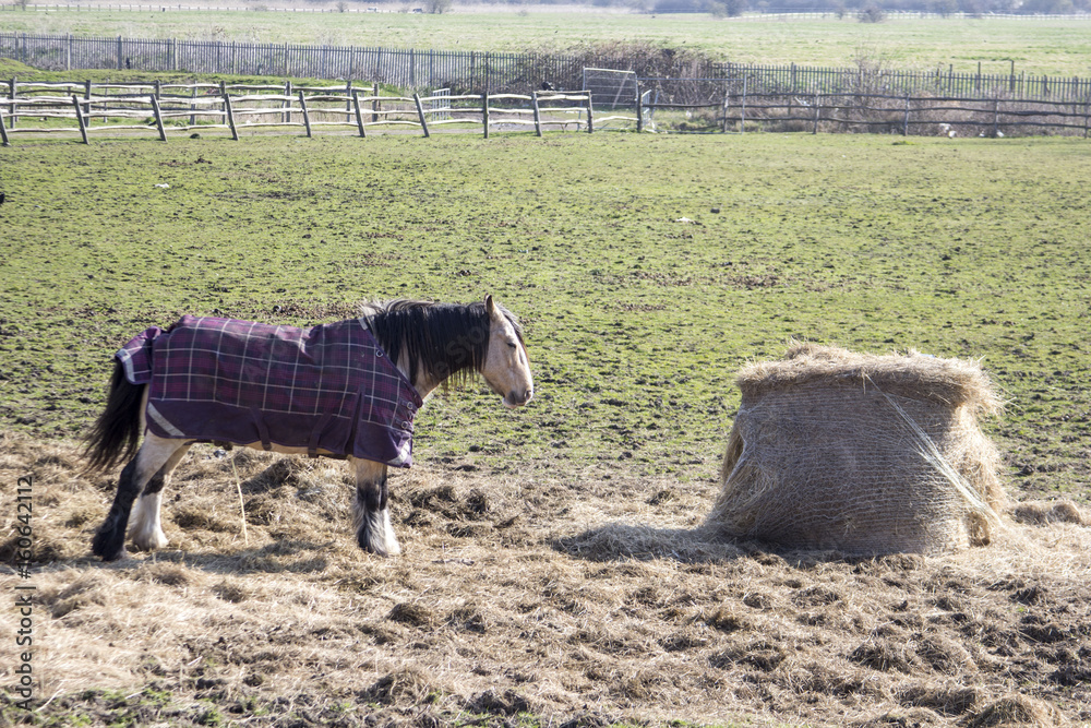 Obraz premium Horse and Hay