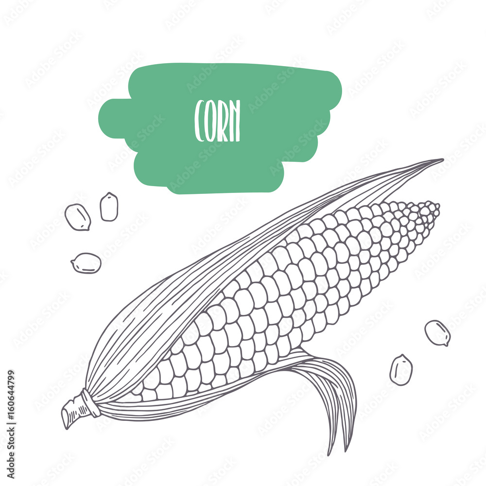 Hand drawn corn isolated on white. Sketch style vegetables with slices for market, kitchen or food package design Hand drawn corn isolated on white. Sketch style vegetables with slices for market, kitchen or food package design