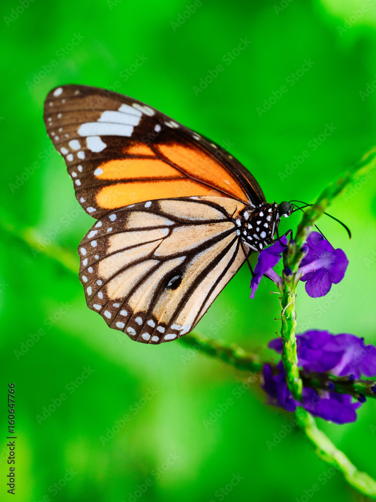 Fototapeta premium 蝶