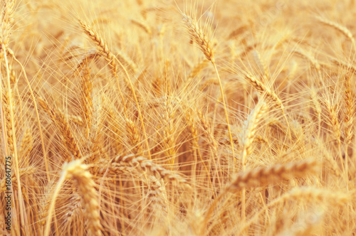 Background of golden ears of wheat