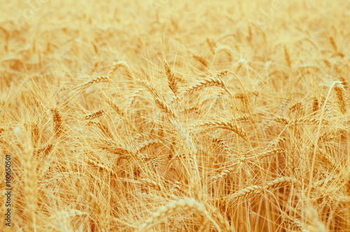 Background of golden ears of wheat