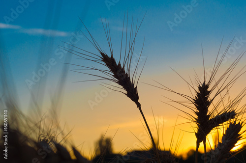 gold ears of wheat close up on a background sunset