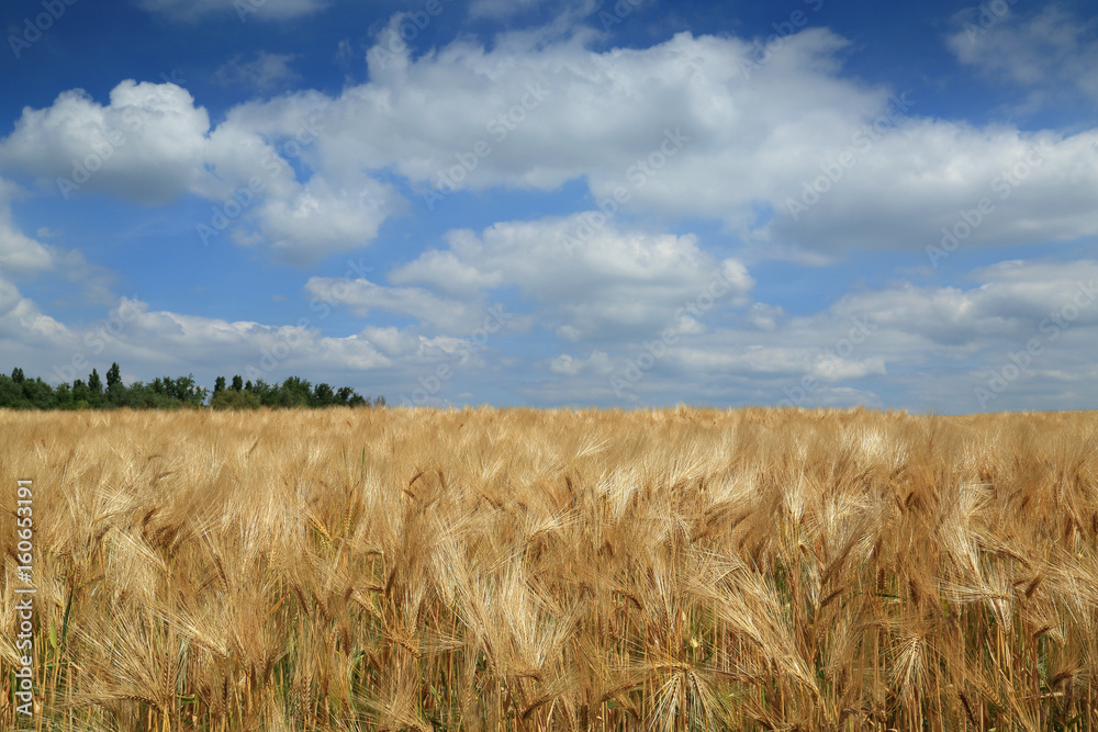 Wheat field and blue sky