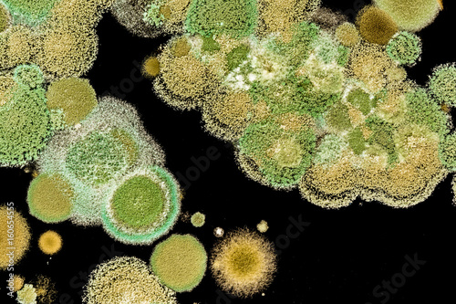 Foto Green mold grows on the black background