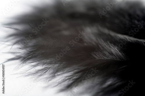 Black feather natural texture closeup, soft tender macro feather