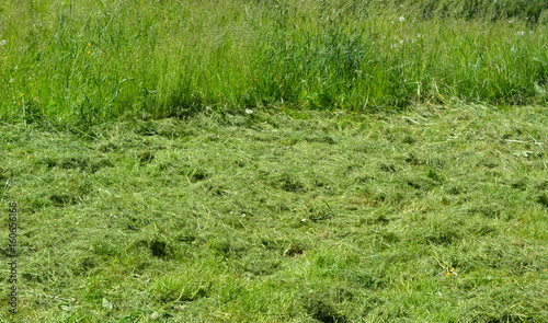 Mowed grass on the field, agriculture, summer, hay