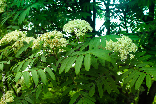 Wallpaper Mural Blossoming mountain ash in park Torontodigital.ca
