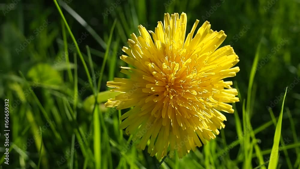 The young yellow dandelion on a green meadow windy. Medicinal and useful plants of the wild. Flowers summer macro. The nature of the earth in all its beauty. The young yellow dandelion on a green meadow windy. Medicinal and useful plants of the wild. Flowers summer macro. The nature of the earth in all its beauty.