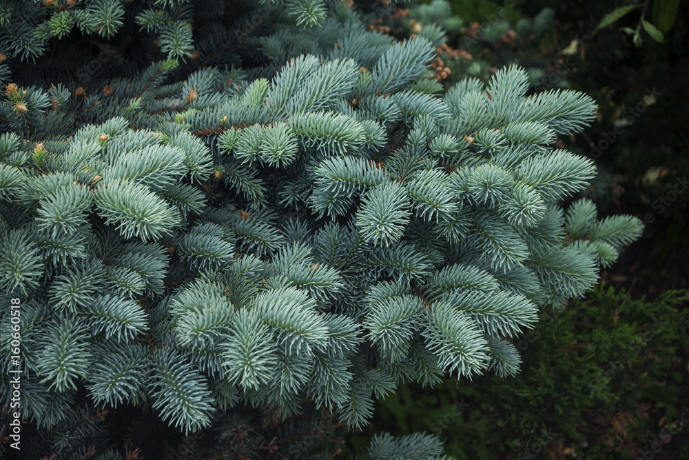 Branches of young blue spruce close-up, against a background of green shrubs