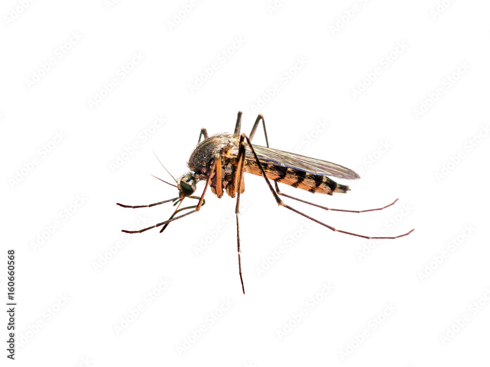 Zika or Malaria Virus Infected Mosquito Isolated on White Zika or Malaria Virus Infected Mosquito Isolated on White