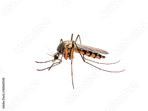 Zika or Malaria Virus Infected Mosquito Isolated on White © nechaevkon