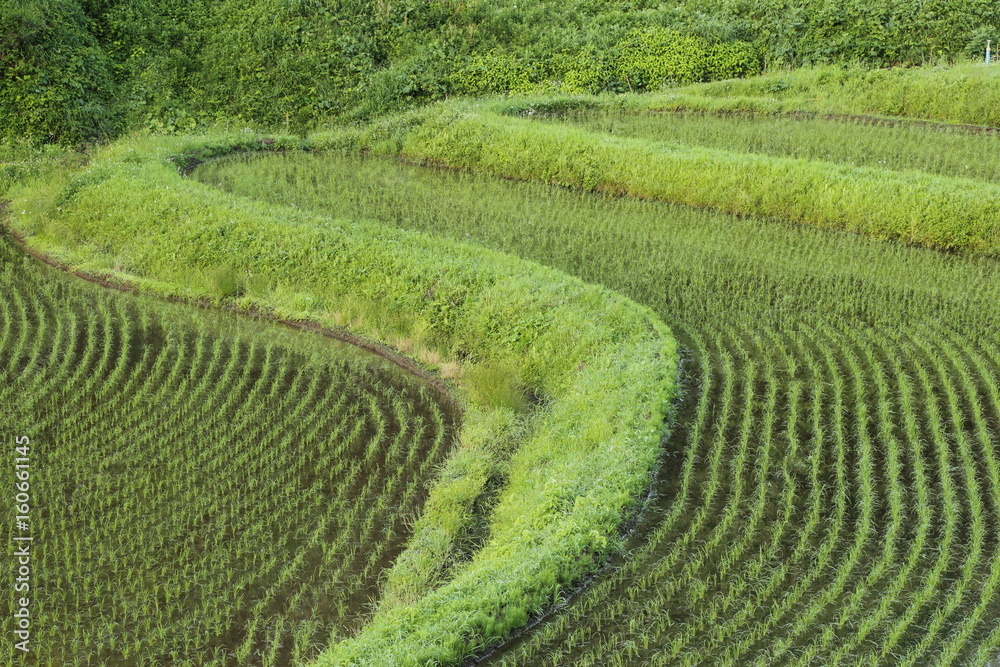 栃木県茂木町の棚田