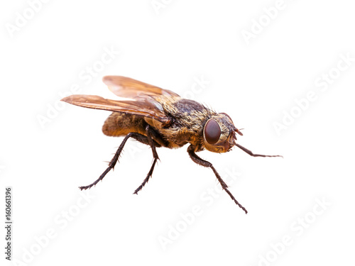 Meat Fly Diptera Insect Isolated on White